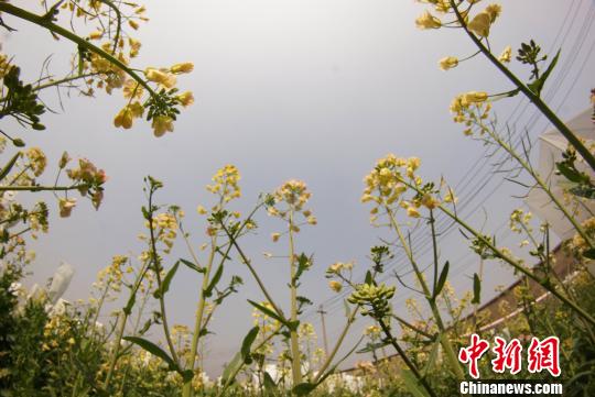 KY.COM开云体育(中国)科技公司教授付东辉培育出的彩色油菜花。　王昊阳 摄